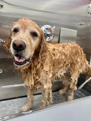 Kobe & Champ 😍😍🥰