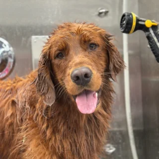 Rooster 💕🤣❤️