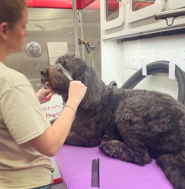 Ashleigh working carefully on a dog on the grooming table