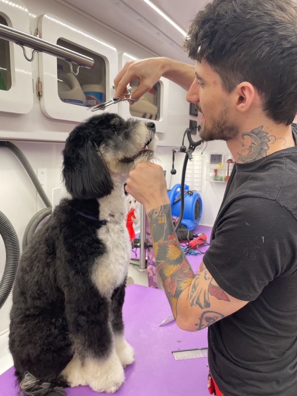 Ben grooming a dog inside the van during a session