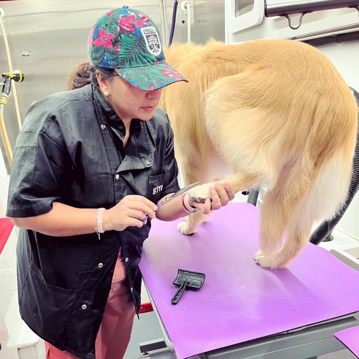 Divya trimming a large white dog on the grooming table