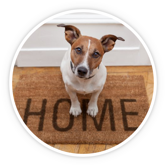 Happy dog on welcome mat