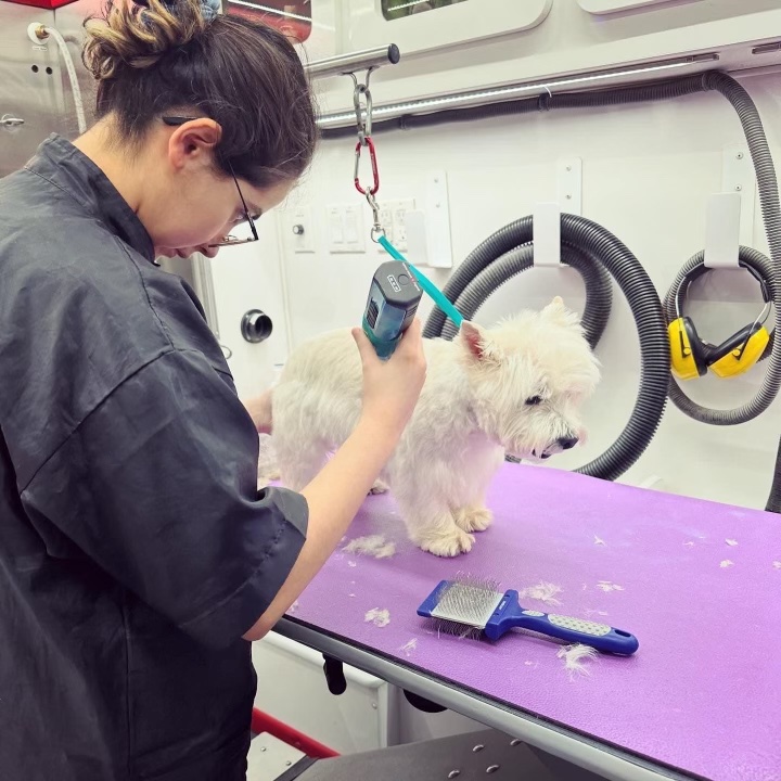 Giselle trimming a dog inside the mobile grooming van