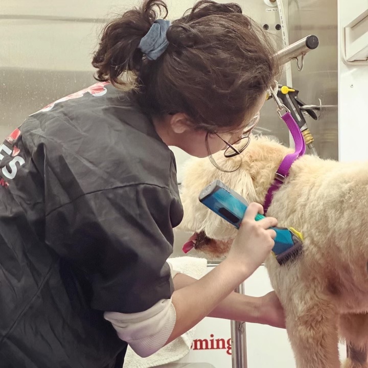 Giselle brushing a dog during a groom