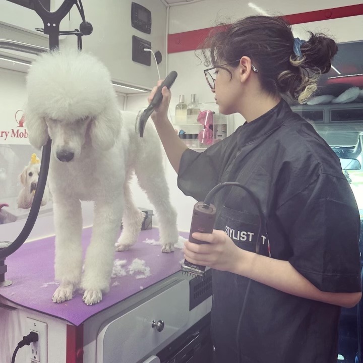 Giselle working carefully on a standard poodle